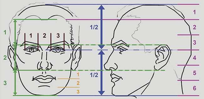 Proportions of the head  and face